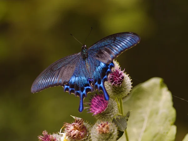 水飞蓟的花朵上黑蓝色蝴蝶 — 图库照片