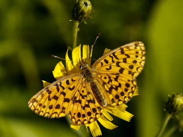 Mariposa sobre una flor amarilla —  Fotos de Stock