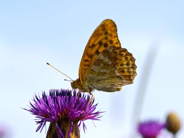 The motley butterfly on a thistle flower — Stock Photo, Image
