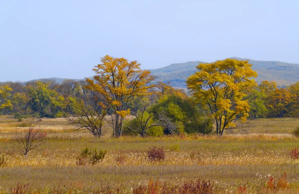 Осенний пейзаж на краю леса — стоковое фото