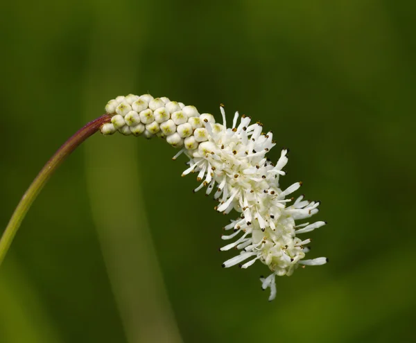 Flor branca sobre um fundo verde — Fotografia de Stock