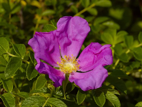 stock image Dogrose flower