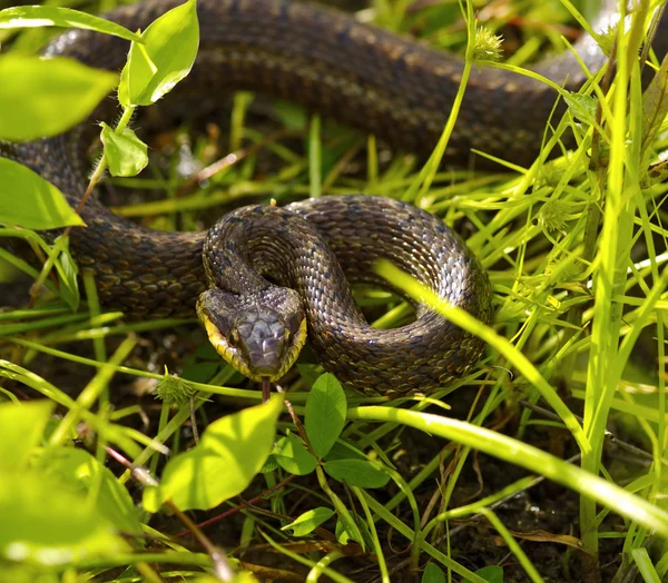 Serpent dans une herbe — Photo