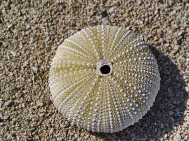 Skeleton of a sea urchin clipart