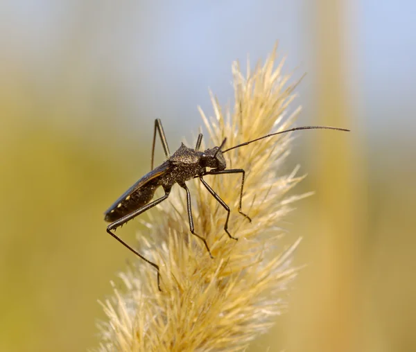 Insect op een droge oor — Stockfoto