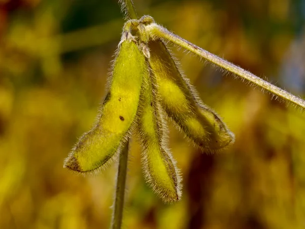 stock image Three pods of soybeans