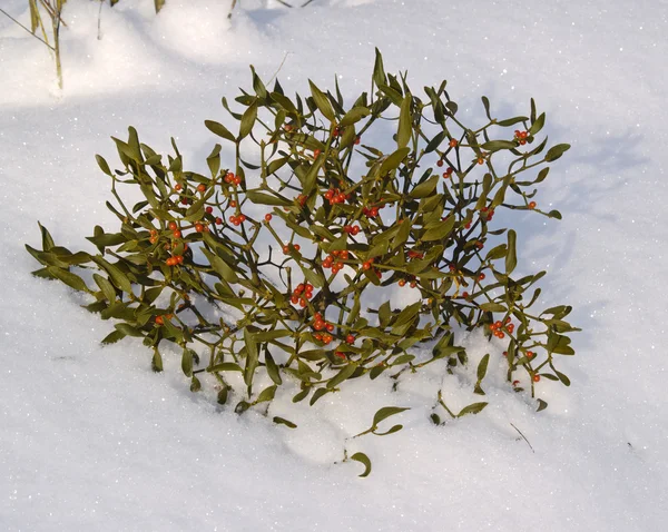 Filial av misteltein med bær på snø – stockfoto
