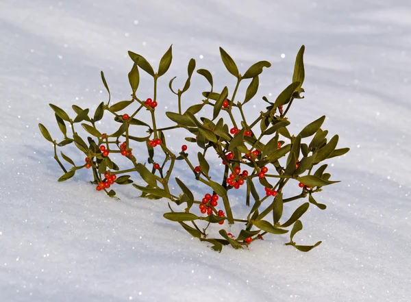 Ветвь омелы с ягодами на снегу — стоковое фото