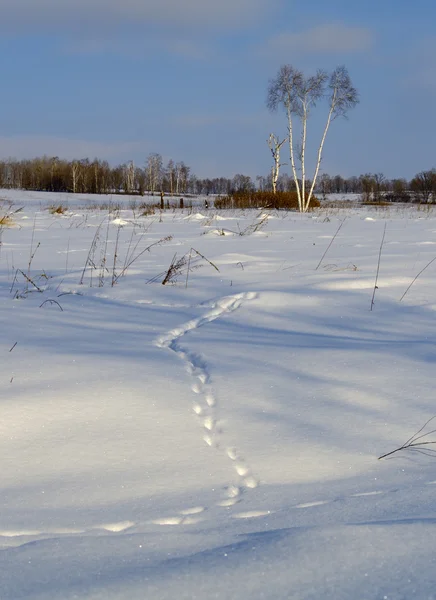 Rastros de animales en nieve — Foto de Stock