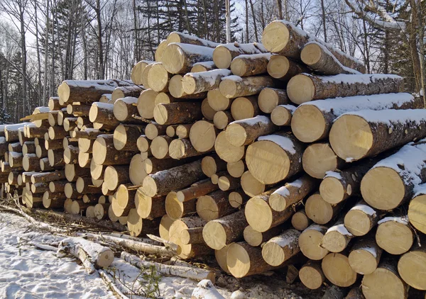 stock image Stack of logs in a taiga