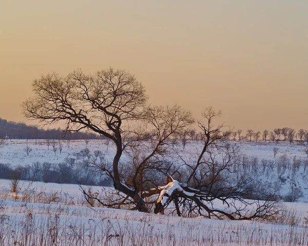 Ensamt träd vid solnedgången — Stockfoto