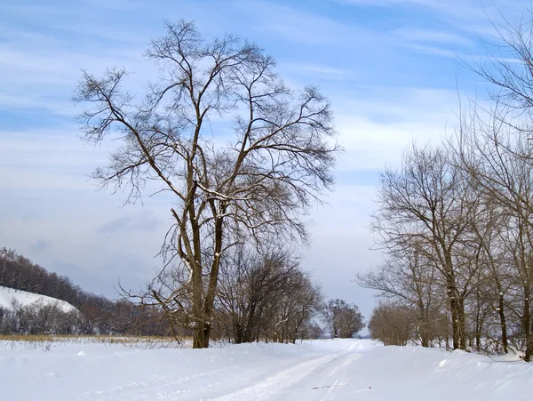 Wiese und seltenes Holz im Winter — Stockfoto