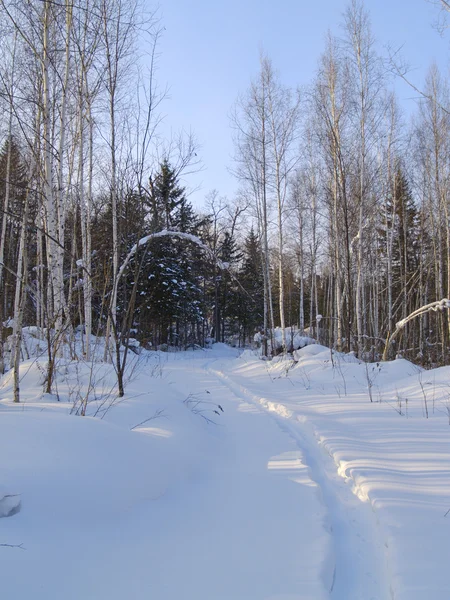 Pista em madeira de inverno — Fotografia de Stock