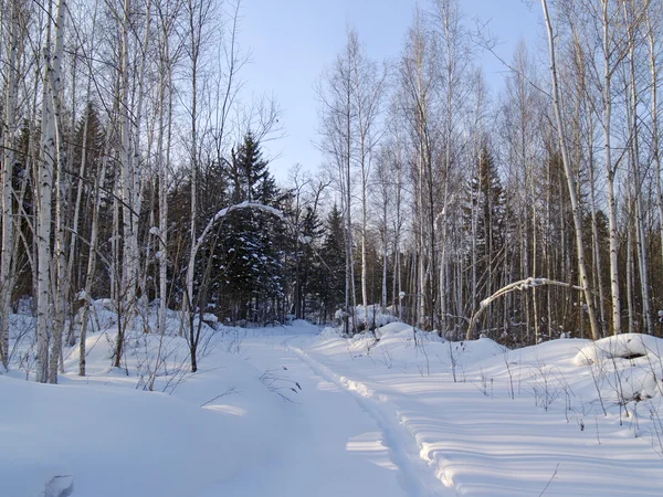 Pista en madera de invierno — Foto de Stock