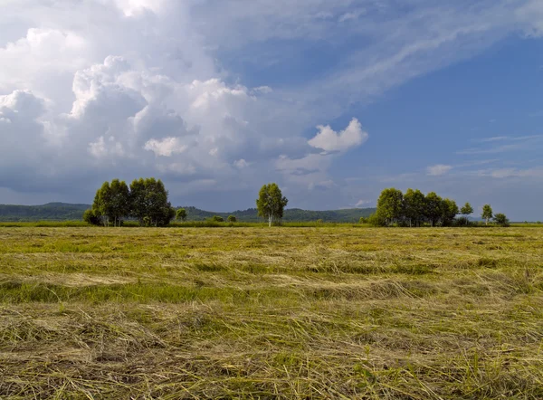 Łąka z skośnego trawa — Zdjęcie stockowe