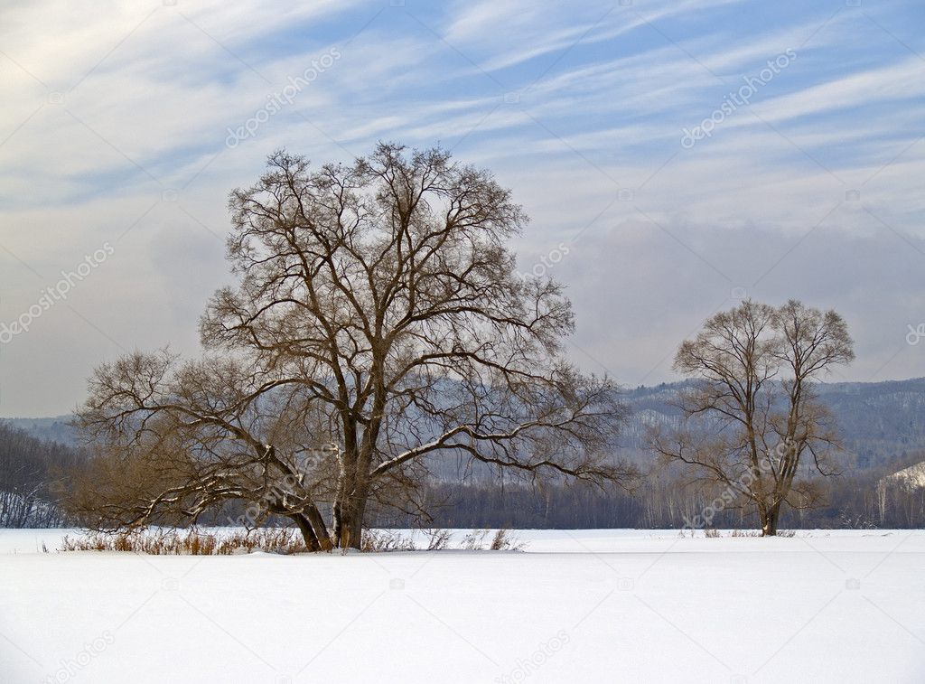 Meadow and rare wood in the winter