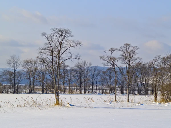 Journée d'hiver sur la clairière sur une pente de montagne . — Photo