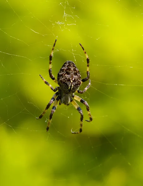 Aranha em uma Web — Fotografia de Stock