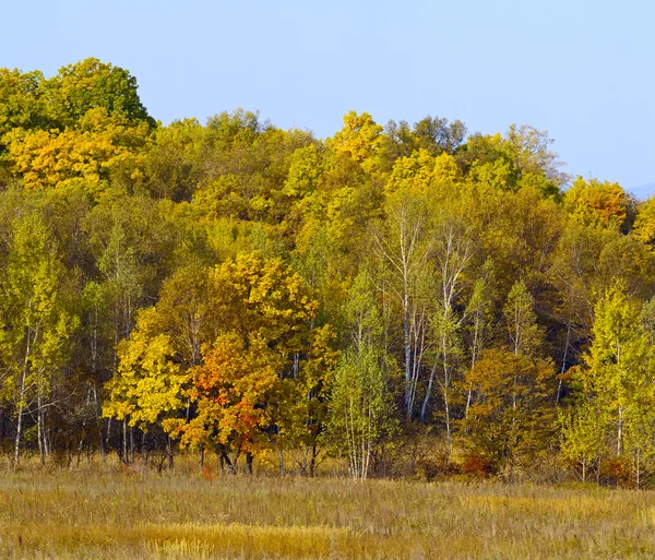 Podzimní krajina na pokraji dřeva — Stock fotografie