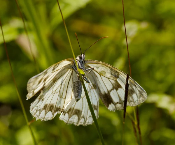Pestrý motýl trávě — Stock fotografie