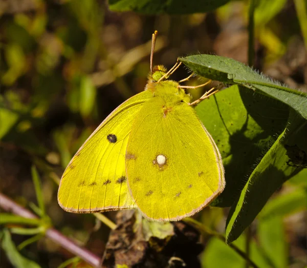 Kupu-kupu kuning di rumput — Stok Foto