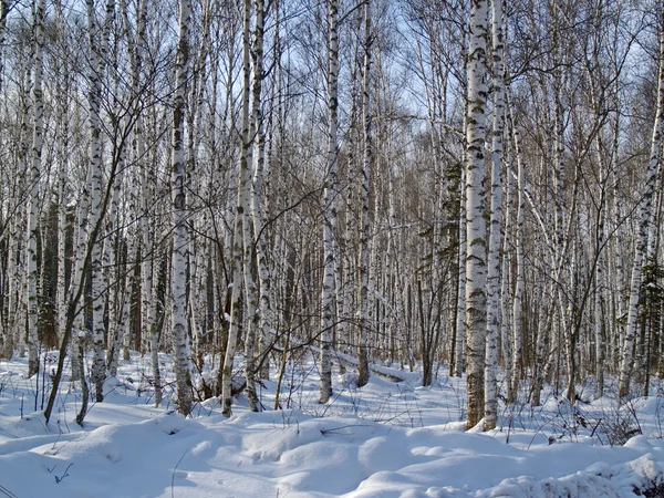 La madera de abedul en invierno — Foto de Stock