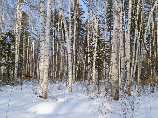 Březové dřevo v zimě — Stock fotografie