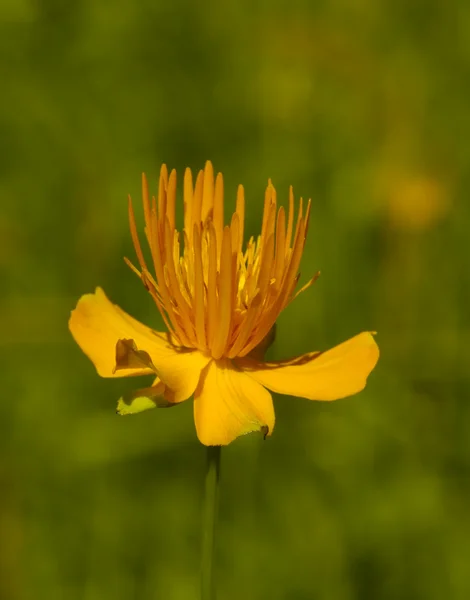 초록색 배경에 있는 노란 꽃 — 스톡 사진