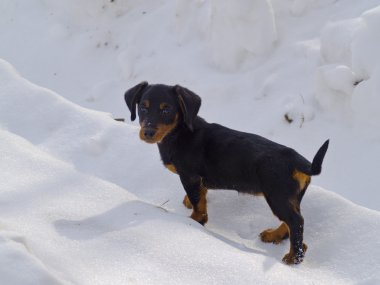 karla kaplı yolda bir köpek yavrusu