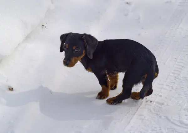 Puppy of a dog on snow-covered road — Stock Photo, Image