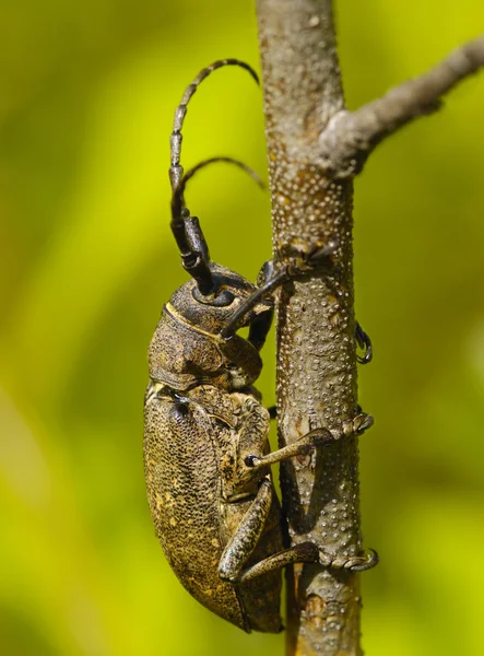 Grande bug marrom em um ramo — Fotografia de Stock