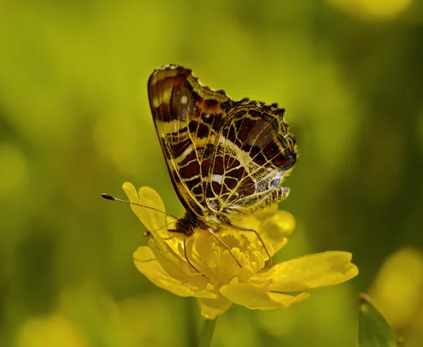The motley butterfly on a yellow flower — Stock Photo, Image
