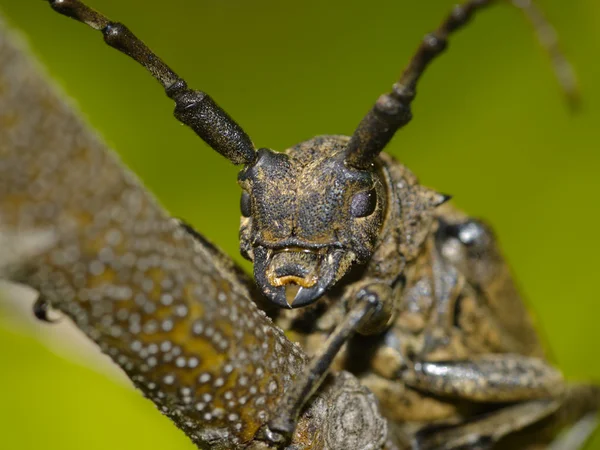 Brown large bug on a branch — Stock Photo, Image