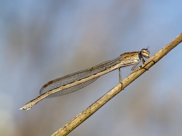 Dragonfly on the dried up stalk of a grass — Stock Photo, Image