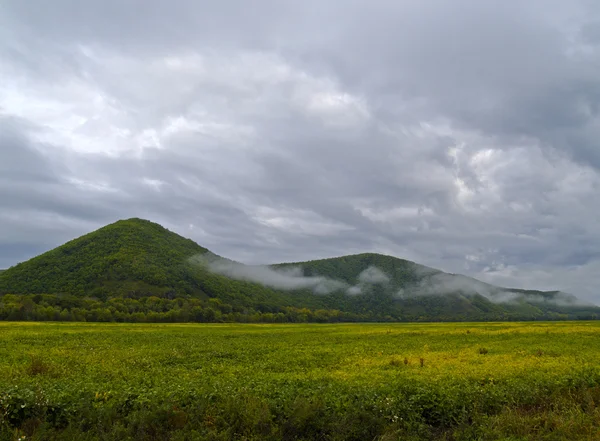Manhã nublada à beira de um campo de soja — Fotografia de Stock