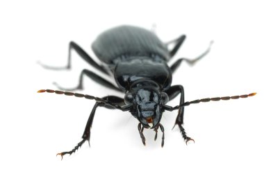 Black carabus beetle clipart