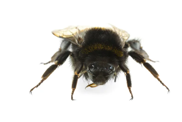 Bumblebee "retrato " — Fotografia de Stock