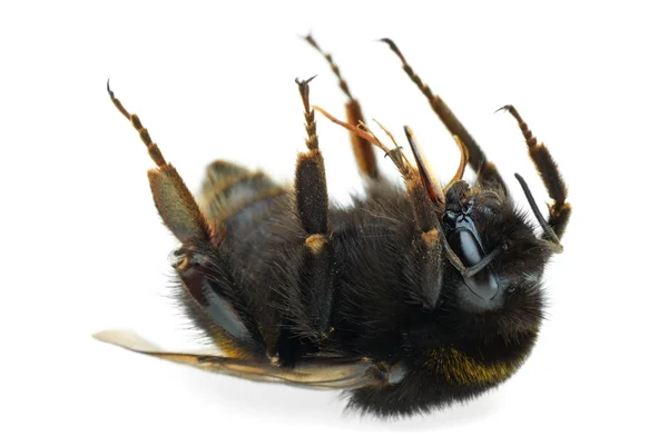Dead bumblebee — Stock Photo, Image