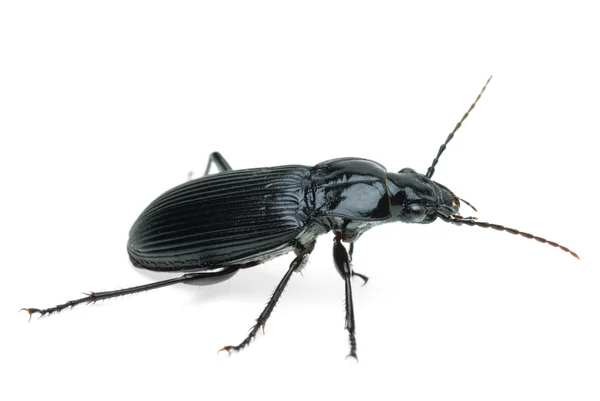 Black carabus beetle — Stock Photo, Image