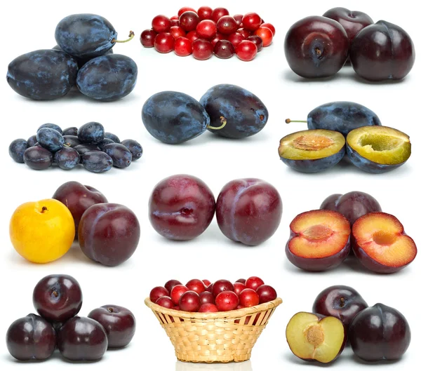 Set of different plums — Stock Photo, Image