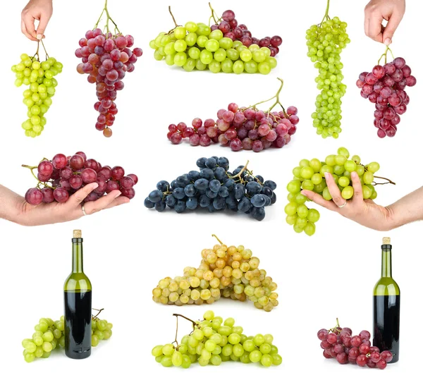 Zbiór różnych winogron — Zdjęcie stockowe