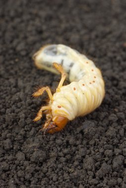 Cockchafer larva on the ground clipart