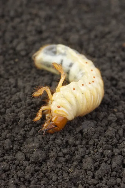 stock image Cockchafer larva on the ground