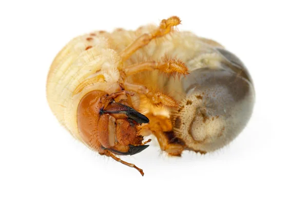 Larva de cockchafer — Fotografia de Stock