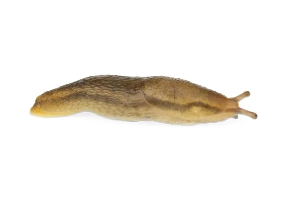 Tiny slug — Stock Photo, Image