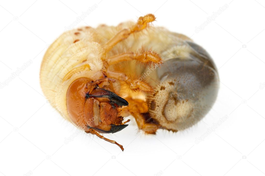 Cockchafer larva