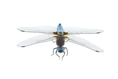 Büyük mavi yusufçuk (Libellula depressa)