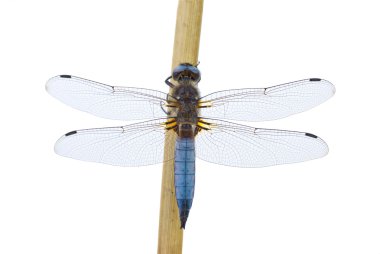 Big blue dragonfly (Libellula depressa) sitting on the cane stalk clipart
