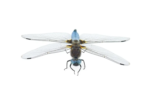 Big blue dragonfly (Libellula depressa) — Stock Photo, Image