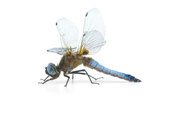 Big blue dragonfly (Libellula depressa) — Stock Photo, Image